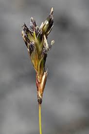 Attēlu rezultāti vaicājumam “Sesleria caerulea bud”