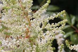 Attēlu rezultāti vaicājumam “Astilbe chinensis bud”