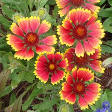 Image result for Gaillardia pulchella