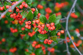 Attēlu rezultāti vaicājumam “Cotoneaster divaricatus fruit”