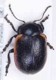 Attēlu rezultāti vaicājumam “Chrysolina sanguinolenta”