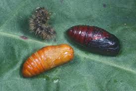 Attēlu rezultāti vaicājumam “Spilosoma lutea larva”