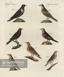 Attēlu rezultāti vaicājumam “Turdus viscivorus”