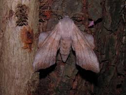 Attēlu rezultāti vaicājumam “Laothoe populi”