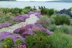 Attēlu rezultāti vaicājumam “Helictotrichon pratense leaf”