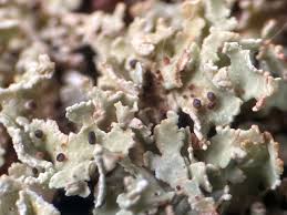 Attēlu rezultāti vaicājumam “Cladonia caespiticia”