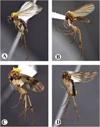 Attēlu rezultāti vaicājumam “Phronia sp.”