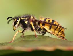 Attēlu rezultāti vaicājumam “Vespula germanica”