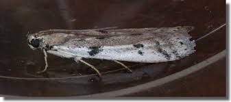 Attēlu rezultāti vaicājumam “Phycitodes binaevella”