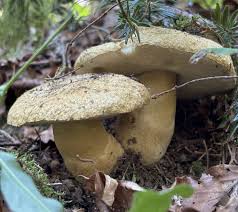Attēlu rezultāti vaicājumam “Gyroporus cyanescens”