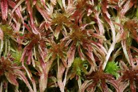 Attēlu rezultāti vaicājumam “Sphagnum quinquefarium”