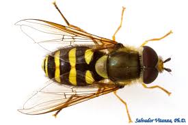 Attēlu rezultāti vaicājumam “Syrphus sp. imago”