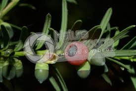 Attēlu rezultāti vaicājumam “Taxus baccata bud”