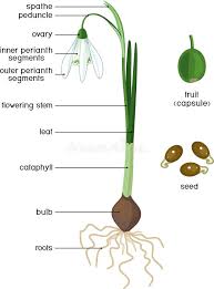 Attēlu rezultāti vaicājumam “Galanthus nivalis fruit”