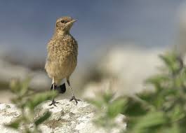 Attēlu rezultāti vaicājumam “Oenanthe oenanthe juvenile”