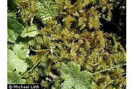 Attēlu rezultāti vaicājumam “Rhytidiadelphus squarrosus”