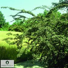 Attēlu rezultāti vaicājumam “Cotoneaster multiflorus leaf”