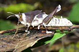 Attēlu rezultāti vaicājumam “Cordyceps polyarthra”