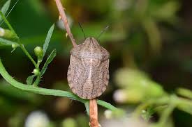 Attēlu rezultāti vaicājumam “Eurygaster testudinaria nymph”