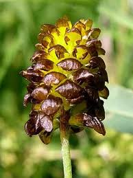 Attēlu rezultāti vaicājumam “Trifolium spadiceum”