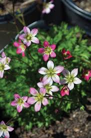 Attēlu rezultāti vaicājumam “Saxifraga cymbalaria fruit”