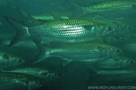 Image result for Mugil