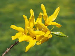 Attēlu rezultāti vaicājumam “Forsythia viridissima flower”