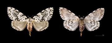 Attēlu rezultāti vaicājumam “Lymantria monacha imago”