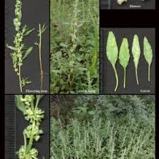 Attēlu rezultāti vaicājumam “Amaranthaceae”