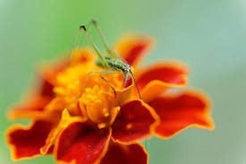 Attēlu rezultāti vaicājumam “Phaneroptera falcata”