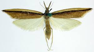 Attēlu rezultāti vaicājumam “Donacaula mucronella”