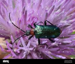 Attēlu rezultāti vaicājumam “Gaurotes virginea”