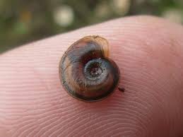 Attēlu rezultāti vaicājumam “Planorbis planorbis”