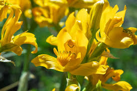 Attēlu rezultāti vaicājumam “Trichia alpina”