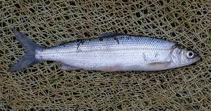 Image result for Coregonus albula