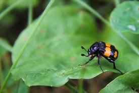 Attēlu rezultāti vaicājumam “Phellinus nigrolimitatus”