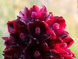 Attēlu rezultāti vaicājumam “Sanguisorba officinalis bud”