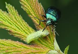 Attēlu rezultāti vaicājumam “Zicrona caerulea”