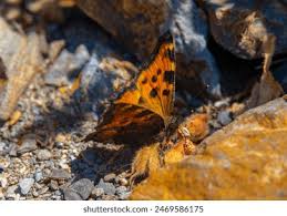 Attēlu rezultāti vaicājumam “Nymphalis xanthomelas larva”