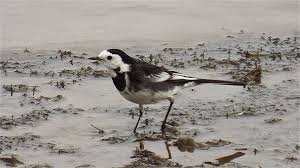 Attēlu rezultāti vaicājumam “Motacilla alba adult”