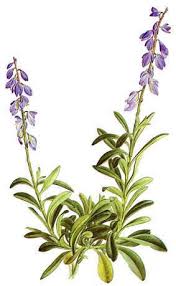 Attēlu rezultāti vaicājumam “Polygala amarella”