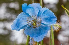 Image result for Scheinmohn blau