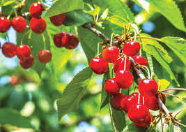 Attēlu rezultāti vaicājumam “Cerasus fruit”