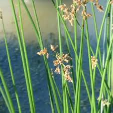 Attēlu rezultāti vaicājumam “Schoenoplectus lacustris subsp. glaucus flower”