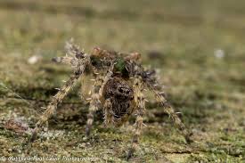 Attēlu rezultāti vaicājumam “Gibbaranea gibbosa”