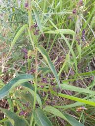 Attēlu rezultāti vaicājumam “Vincetoxicum hirundinaria fruit”