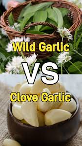 Attēlu rezultāti vaicājumam “Allium ursinum fruit”