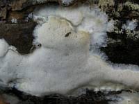 Attēlu rezultāti vaicājumam “Postia rennyi”