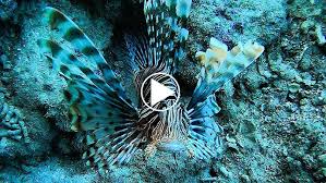 Image result for Pterois miles