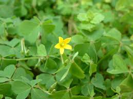 Attēlu rezultāti vaicājumam “Oxalis corniculata”